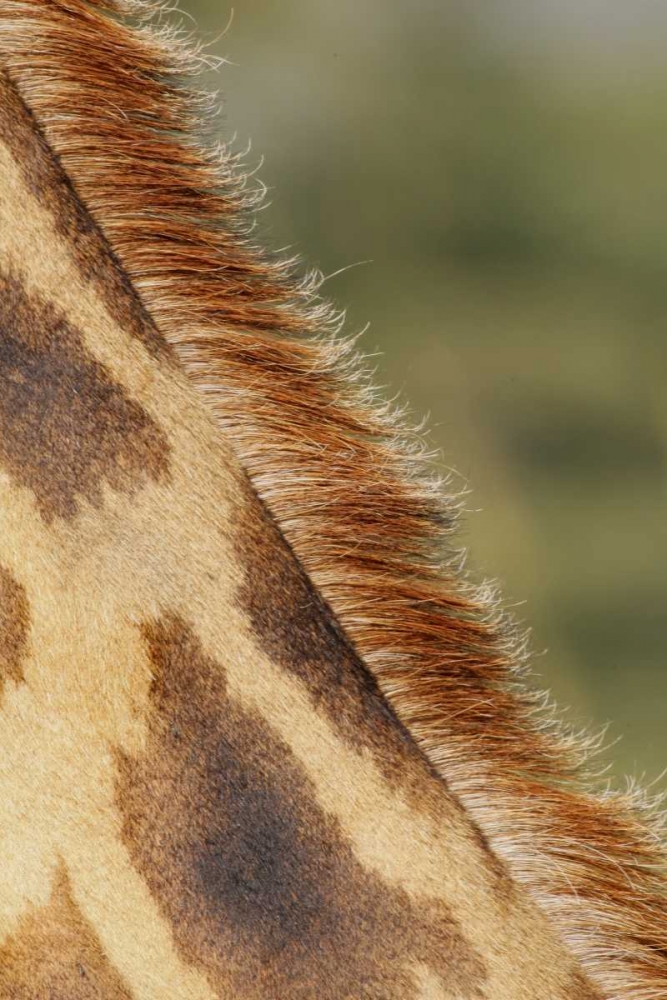 Kenya, Nakuru NP Detail of Rothschilds giraffe